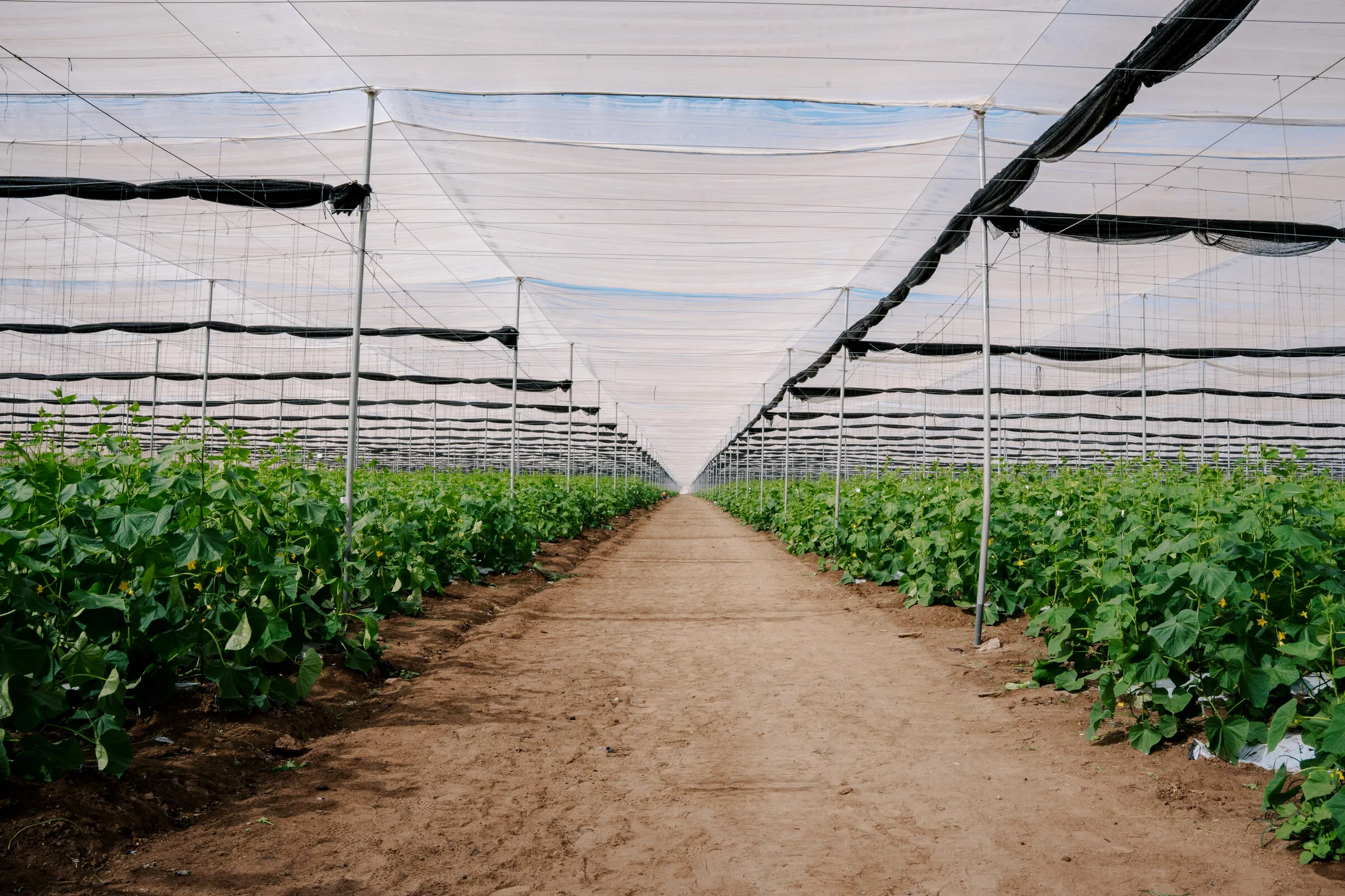 Rows of crops inside the greenhouse