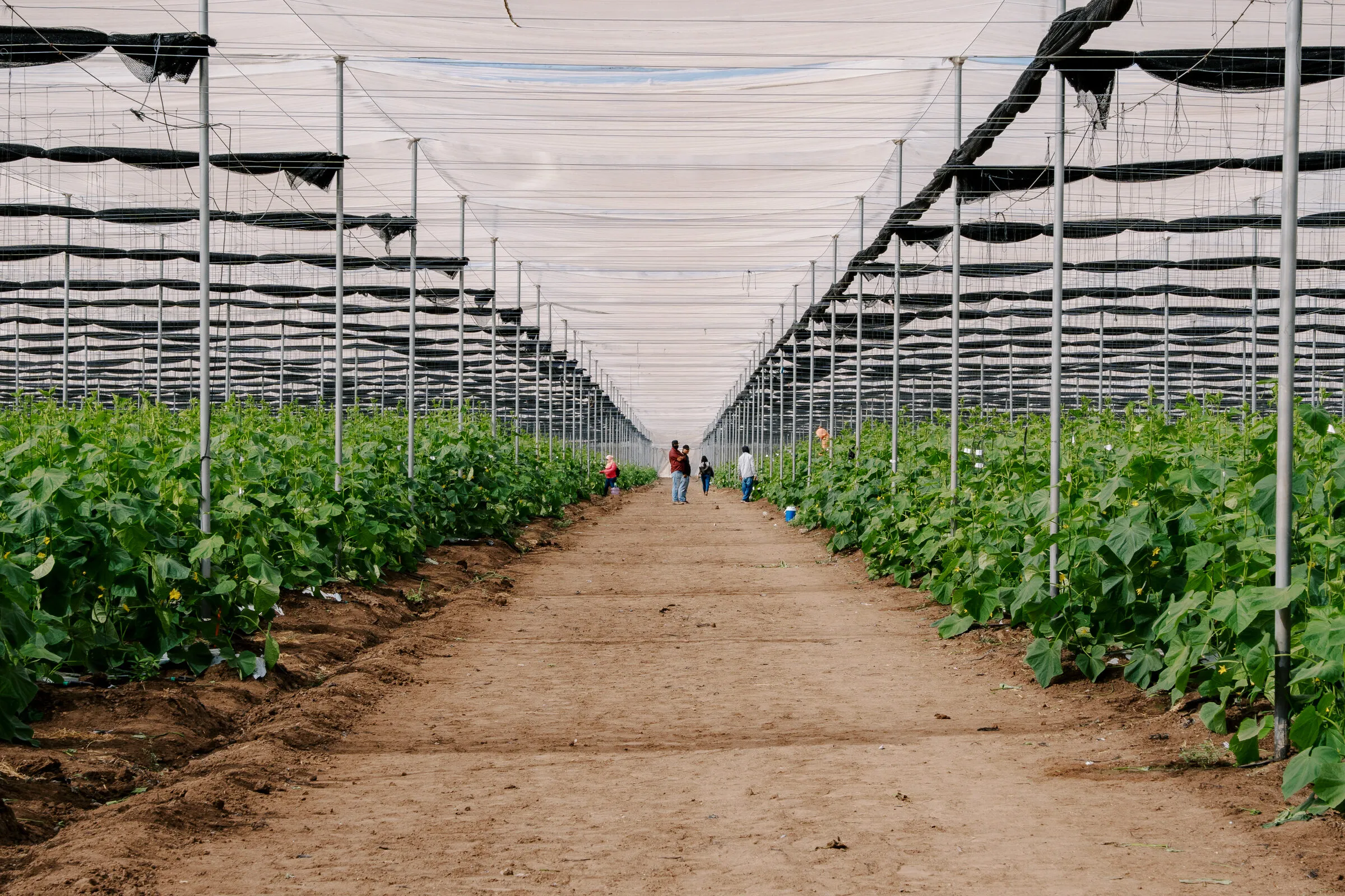 Greenhouse tunnel with workers in the distance