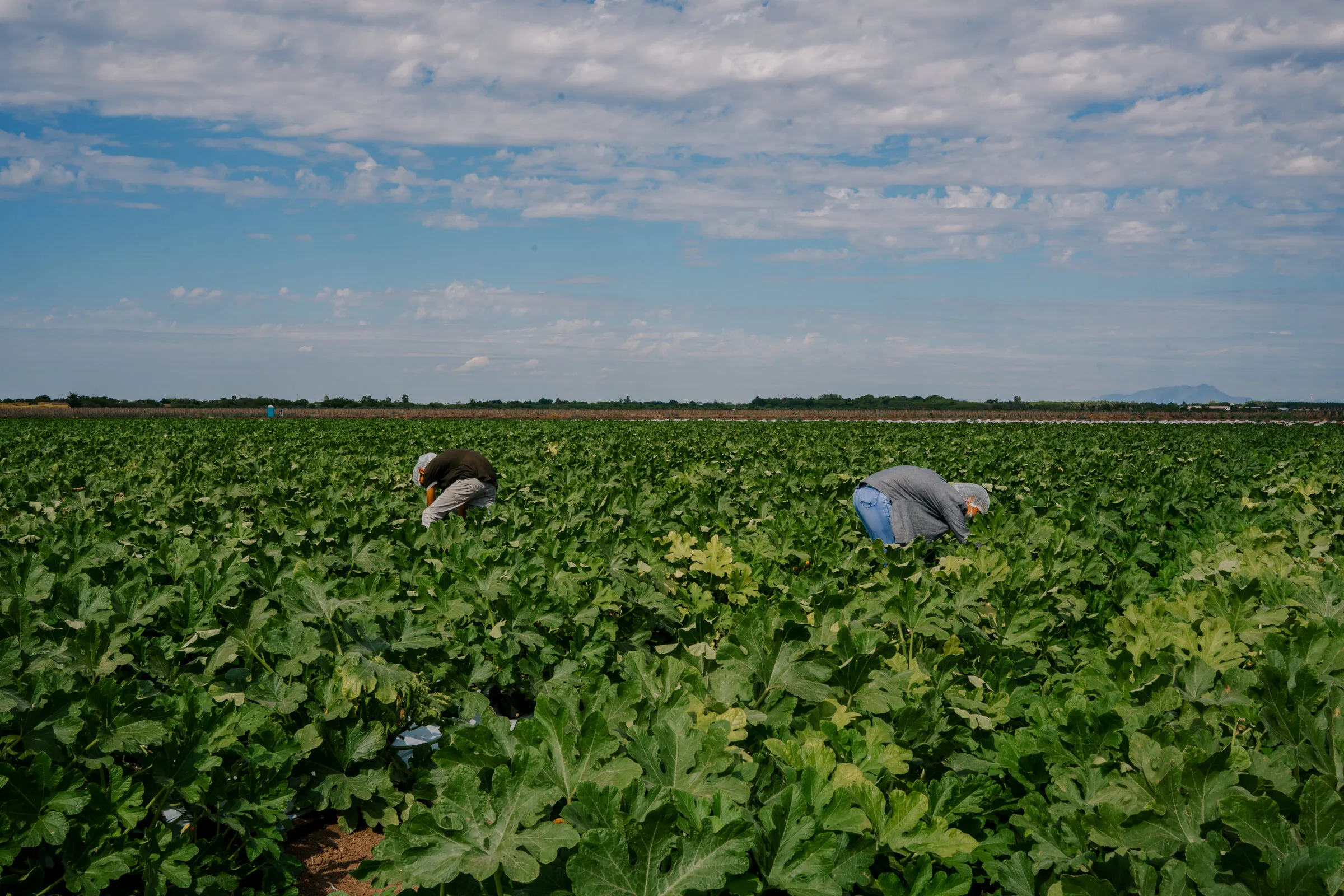 Squash field with the harvest crew