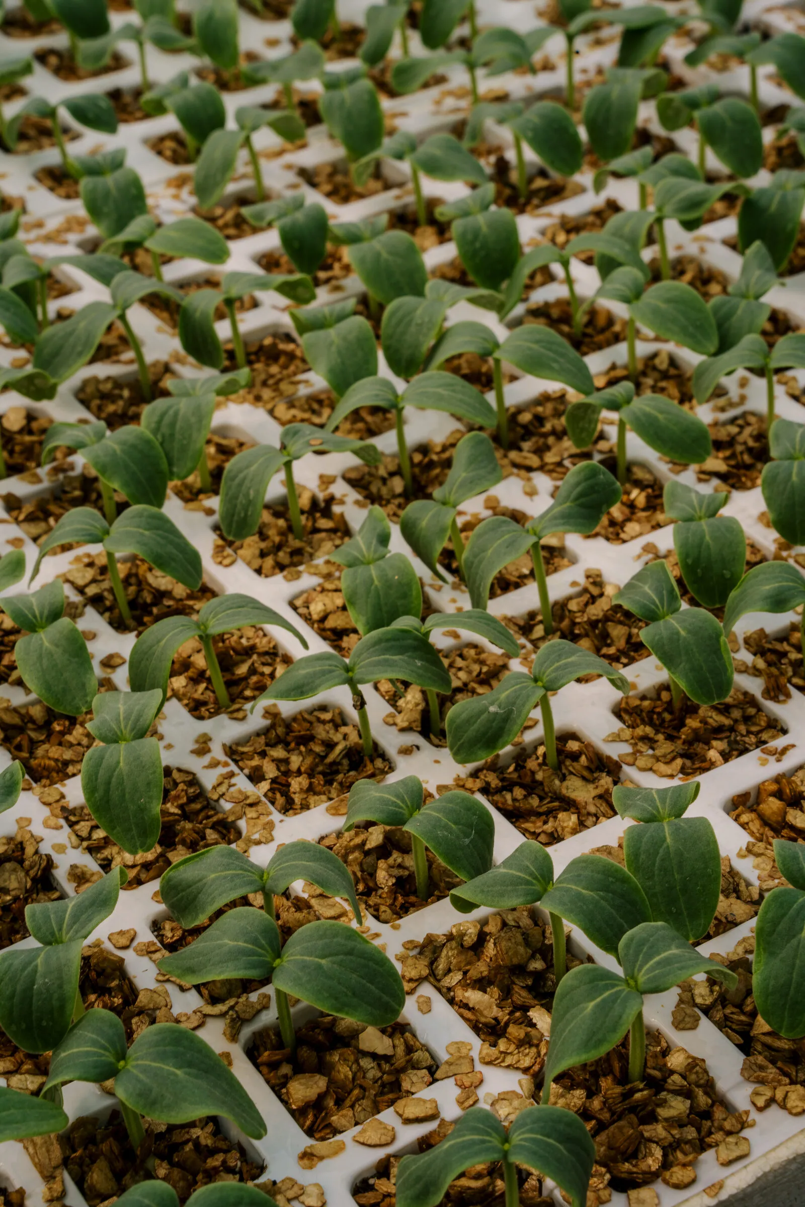 Sowing